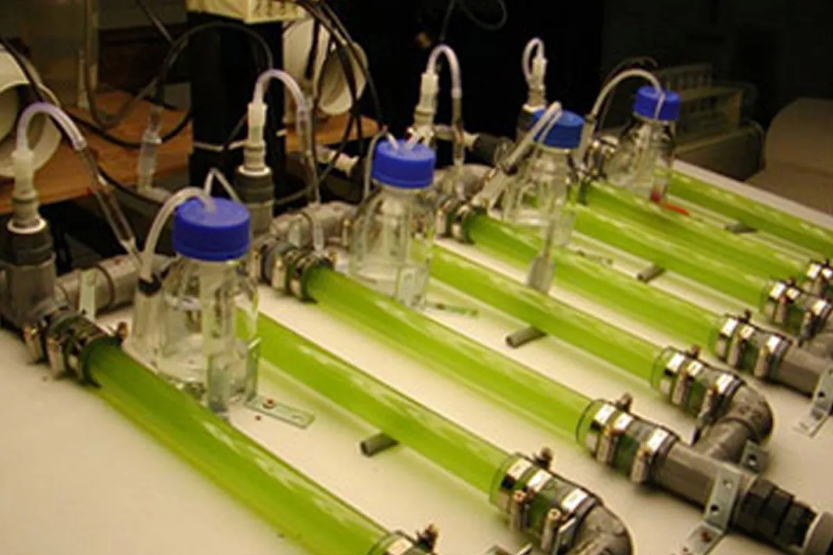 Photobioréacteur expérimental construit par E.Mignolet pour évaluer les capacités de production d’hydrogène de micro-algues Chlamydomonas - © Université de Liège