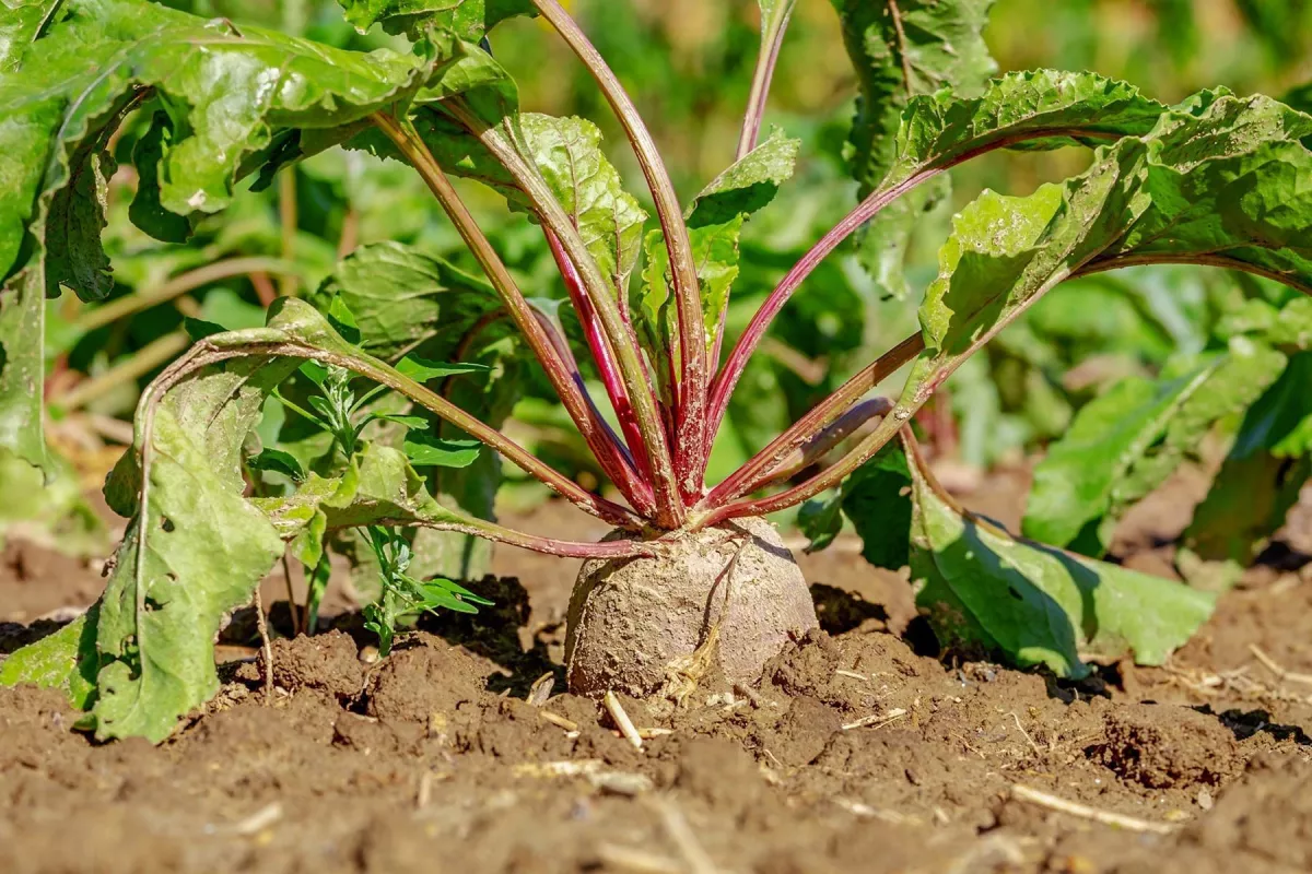 Les biocarburants de première génération