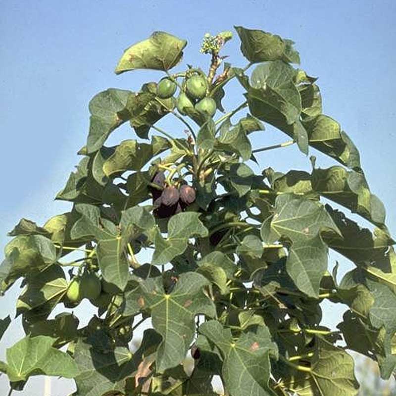 Jatropha biocarburant