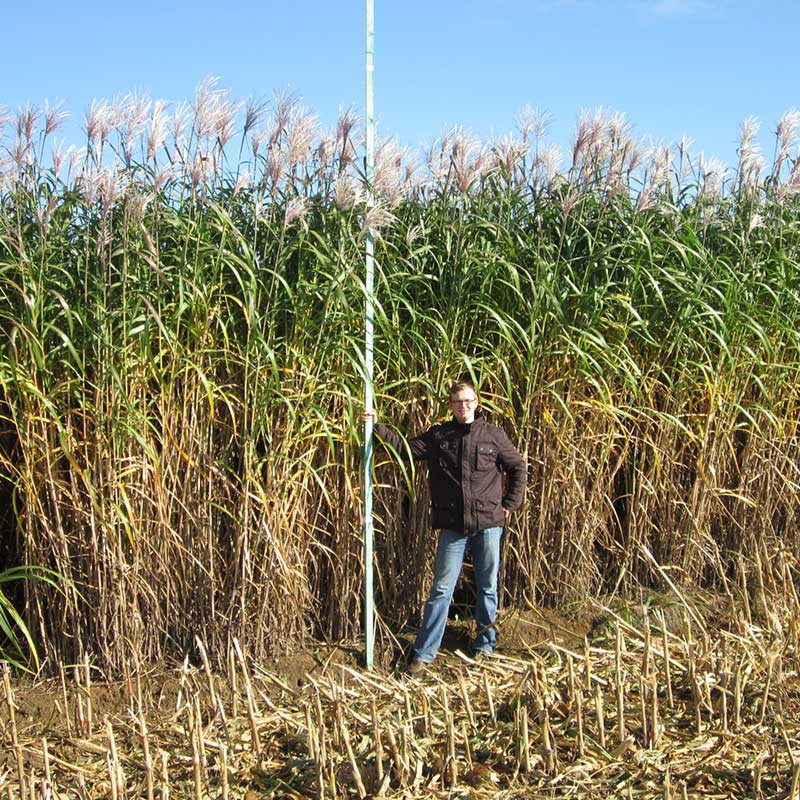 miscanthus biocarburant