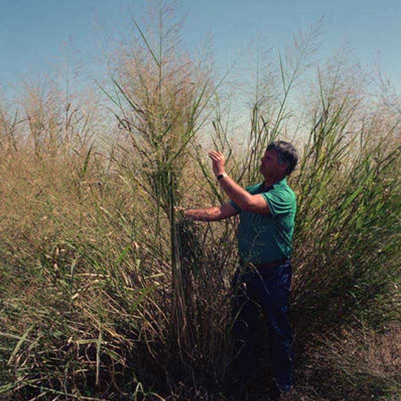 Switchgrass biocarburant