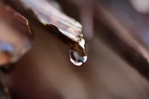 La récupération de l'eau de pluie